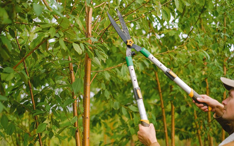 Tree trimming in Watford City, ND
